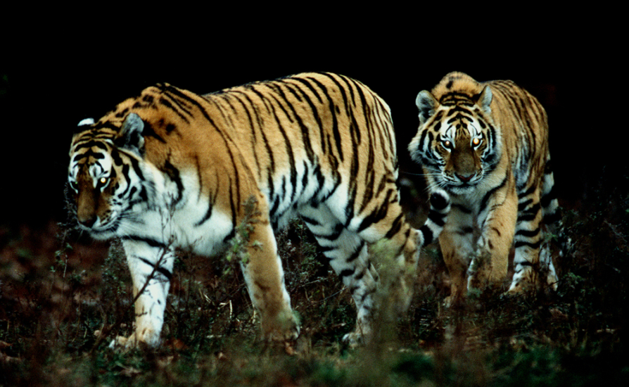 Amur tigers in the wild